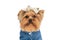 Adorable funny yorkie dog with bow wearing clothes