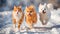 Adorable furry animal duo running happily. Cute Orange shorthair cat and