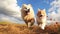 Adorable furry animal duo running happily. Cute Orange shorthair cat and Samoyed dog trotting toward camera.