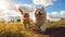 Adorable furry animal duo running happily. Cute Orange shorthair cat and Samoyed dog trotting toward camera.