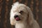 Adorable furry bichon dog licking his mouth