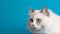 Adorable furry cat of radgoll breed on blue background