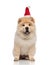 Adorable furry chow chow with santa hat sitting