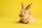 Adorable furry Easter bunny on color background