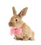 Adorable furry Easter bunny with cute bow tie