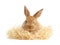 Adorable furry Easter bunny with decorative straw on white