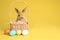 Adorable furry Easter bunny in wicker basket and dyed eggs on color background