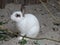 Adorable and furry little white bunny sitting on the ground