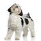 Adorable furry shih tzu standing and looking up