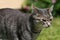 Adorable and furry stray  gray cat with green eyes