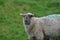 Adorable Fuzzy Sheep In A Field Ireland