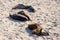 Adorable Galapagos sea lion pup seen in profile snuggling against its mother sleeping on beach with other animals