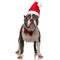 Adorable gentleman american bully with santa hat looks up