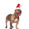 Adorable gentleman american bully wearing santa hat with eyes cl