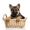 Adorable German Shepherd Puppy Peeking Out of a Wicker Basket - Generative AI