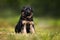 adorable german shepherd puppy posing on grass, summer dog portrait