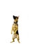 Adorable German Shepherd stands with hind legs