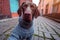 Adorable german shorthaired pointer in a dog sweater selfie, adorable dramatic GoPro selfie