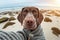 Adorable german shorthaired pointer in a dog sweater selfie, adorable dramatic GoPro selfie