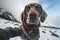 Adorable german shorthaired pointer in a dog sweater selfie, adorable dramatic GoPro selfie