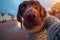 Adorable german shorthaired pointer in a dog sweater selfie, adorable dramatic GoPro selfie