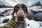 Adorable german shorthaired pointer in a dog sweater selfie, adorable dramatic GoPro selfie