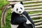 Adorable giant panda facing camera in nature