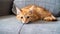Adorable Ginger Cat: A Captivating Portrait of a Cute and Fluffy Feline Companion AI-Generated Art