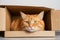 Adorable Ginger Cat in Playful Pose Under Cardboard Box: Charming Feline Moments.