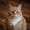 Adorable ginger cat sports serious, funny expression on wooden floor