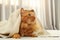 Adorable ginger cat under plaid at . Cozy winter