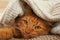 Adorable ginger cat under plaid. Cozy winter