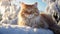 Adorable ginger fluffy cat, sitting on snow, in beautiful winter landscape