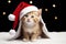 Adorable ginger kitten dons Santa hat, bringing holiday cheer to all