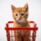 Adorable Ginger Kitten Lounging in a Shopping Cart.