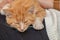 Adorable ginger kitten resting peacefully in the lap of an owner