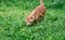 Adorable ginger red tabby cat on a leash out for the very time and fascinated by a dandelion.