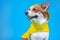 Adorable ginger and white dog of white welsh corgi Pembroke breed, wearing raincoat yellow coat sticking out an ear, sits on blue