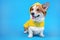 Adorable ginger and white dog of white welsh corgi Pembroke breed, wearing raincoat yellow coat sticking out an ear, sits on blue