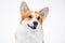 Adorable ginger and white Welsh Corgi Pembroke on empty background. Close up portrait of smiling dog with pretty face expression.