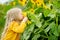 Adorable girl playing in blooming sunflower field on beautiful summer day.