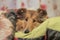 Adorable gold rough collie lying at a bed