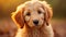 adorable golden doodle puppy
