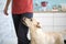 Adorable golden labrador retriever dog standing at leg of an owner waiting for treatment with patience. Obedience, dog training,