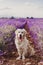 Adorable Golden Retriever dog in lavender field at sunset. Beautiful portrait of young dog. Pets outdoors and lifestyle