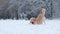 Adorable Golden Retriever Dog Playing With Toy Ring In The Snow