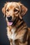 Adorable Golden Retriever Dog in Spotlight Front View Portrait