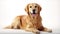 Adorable Golden Retriever Dog on White Background AI Generated