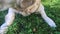 Adorable Golden Retriever Eat Food Snacks. Dog posing on Green Lawn