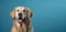 Adorable golden retriever with a funny open-mouthed expression on a blue background, symbolizing pet care